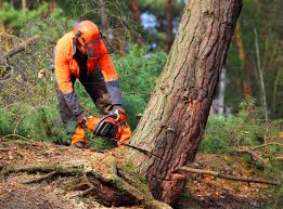 Best Tree and Shrub Care  in Fraser, MI