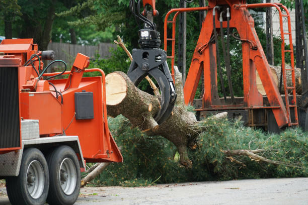 Best Fruit Tree Pruning  in Fraser, MI