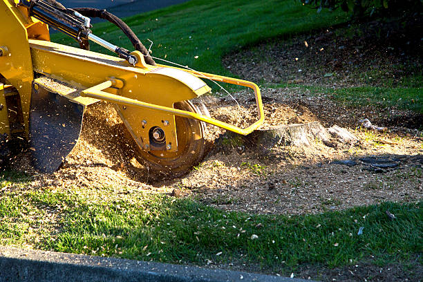 Best Hedge Trimming  in Fraser, MI