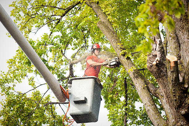 Best Tree Risk Assessment  in Fraser, MI